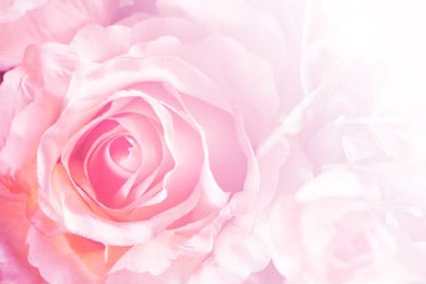 Бутон розовой розы крупным планом