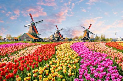 Красочный пейзаж Голландских полей с тюльпанами