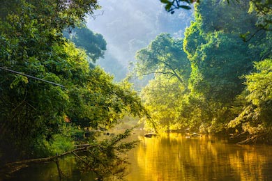 Тропический лес с рекой на фоне зеленых деревьев