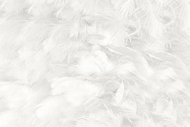 Белые куриные перья в богемском стиле