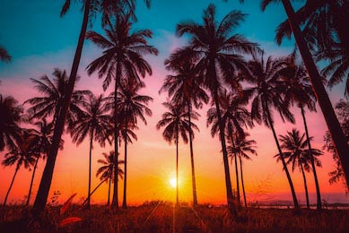 Силуэт кокосовых пальм на пляже на закате