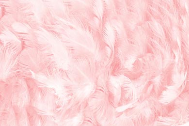 Множество розовых пушистых перьев 