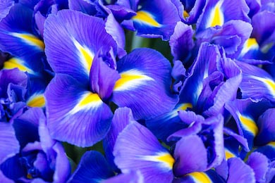 Голубой цветок ириса весной