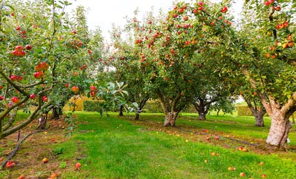 Яблоки на деревьях в саду в осенний сезон