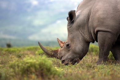 Фотография носорога в близи