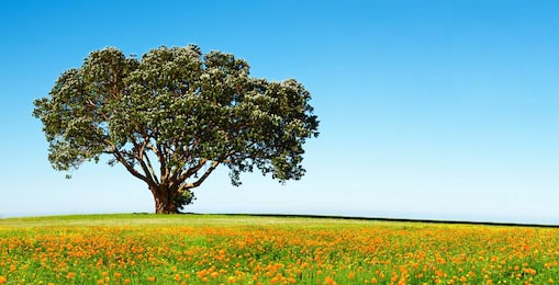 Одинокое дерево на цветущем поле