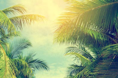 Пальмовые листья на фоне солнечного голубого неба