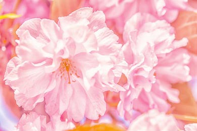 Винтажный мягкий пейзаж розовой цветущей сакуры