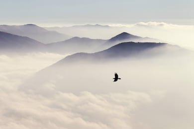 Птица летящая над туманными горами