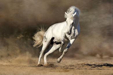 Белая лошадь убегает на свободу в пустыне