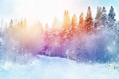 Дорога в зимний лес