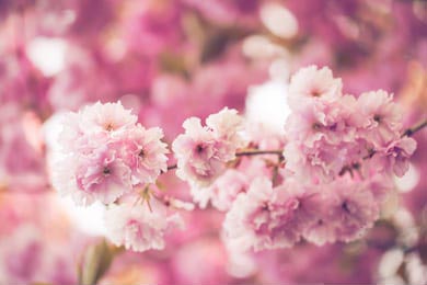 Ветка, полная розовых распустившихся цветов сакуры