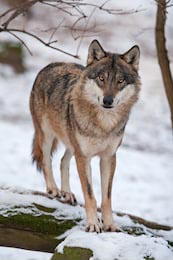 Серый волк в зимнем лесу