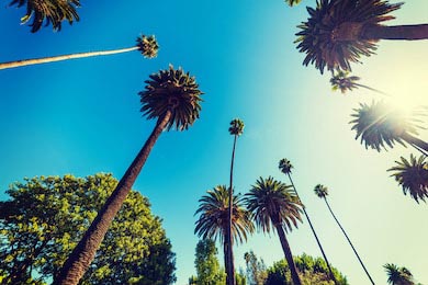 Высокие пальмы в Беверли-Хиллз, Калифорния