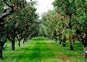 Осенняя яблоневая роща в  Англии