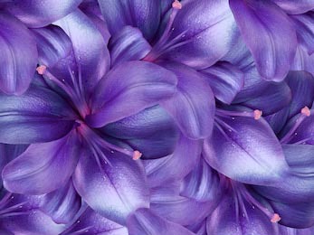 Ярко-фиолетовый фон  больших лилий