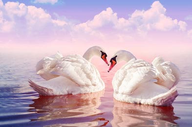Пара красивых белых лебедей в туманном розовом озере