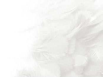 Белый размытый фон с текстурой легких перьев