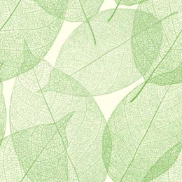 Зеленые тонкие просвечивающиеся листья на белом фоне