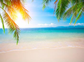 Свисающие тропические пальмы на фоне морского берега