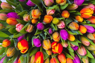 Букет из разноцветных ярких тюльпанов