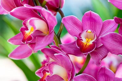 Тайские орхидеи цимбидия крупным планом