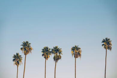 Пальмы на фоне голубого неба в Калифорнии
