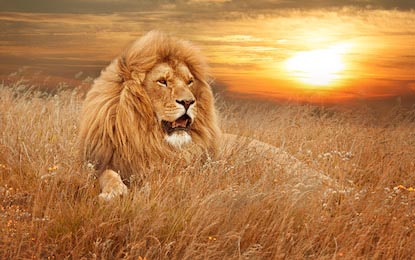 Рычащий лев отдыхает в высокой золотой траве