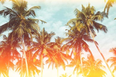 Кокосовые пальмы на тропическом пляже 
