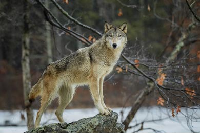 Взрослый серый волк на камне в зимнем лесу