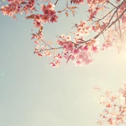 Солнечный свет пронизывает цветы сакуры