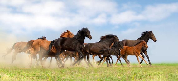 Лошади бегут на пастбище на фоне неба