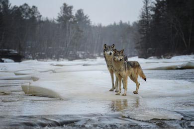 Два волка стоят на льдине в лесу