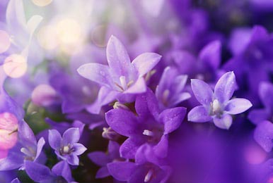 Распускающиеся цветы фиолетовой сирени