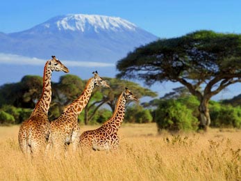 Жирафы на фоне горы Килиманджаро в нацпарке Кении