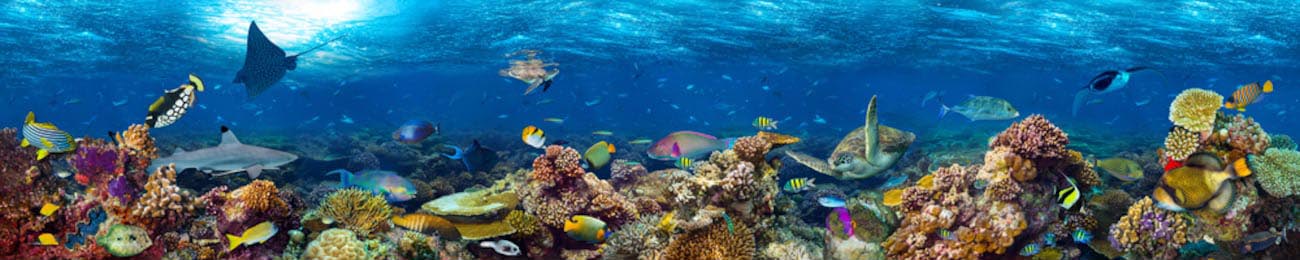 Коралловый риф  в синем океане с морской жизнью