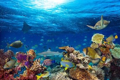 Подводный пейзаж кораллового рифа в синем океане