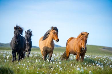 Исландские лошади бегут по цветочному лугу