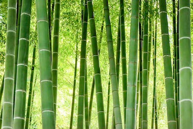 Бамбуковый лес в Японии.