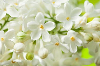 Белые сиреневые цветы крупным планом