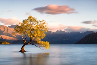 Красивое дерево внутри озера Ванака, Новая Зеландия.