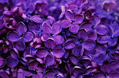 Темно фиолетовый цветок сирени как фон