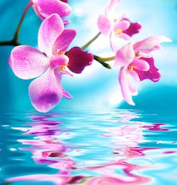 Красивые цветы орхидеи отражаются в воде
