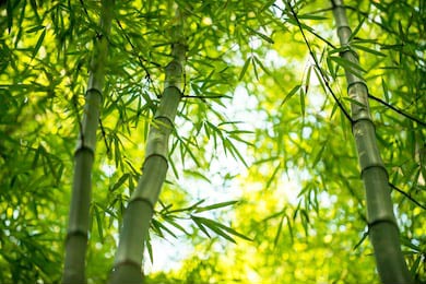 Стебли бамбука с зелеными листами в лесу