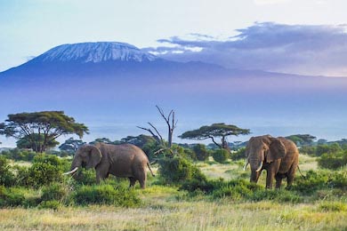 Два слона гуляют по парку возле горы Килиманджаро