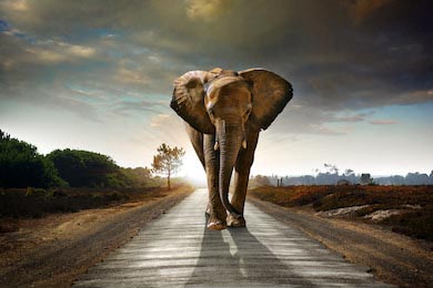 Одинокий слон, идущий по дороге с солнцем позади