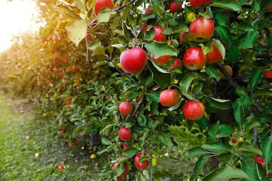 Ветви клонятся от урожая красных яблок к земле