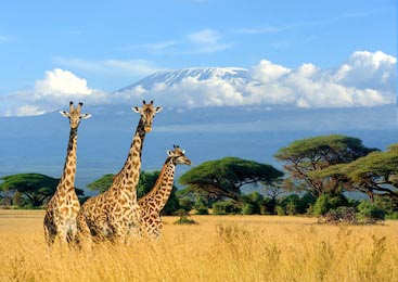 Жирафы гуляющие на фоне горы Килиманджаро