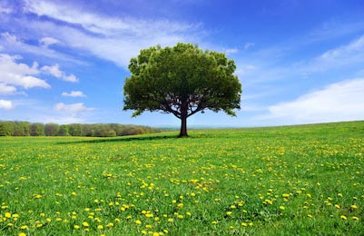 Весенний пейзаж одинокого дерева на цветущем лугу