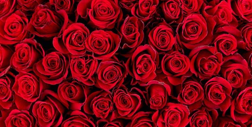 Изображение натуральных красных роз